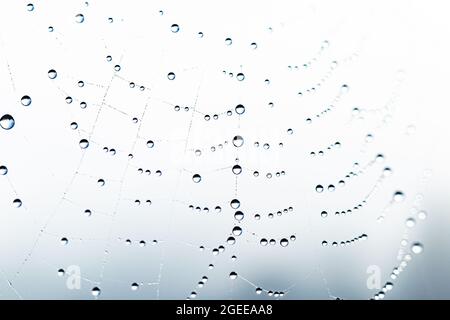 Dew drops on spider mesh. Abstract natural background. Pattern with dew drop texture on spider mesh on white background. Macro closeup. Stock Photo