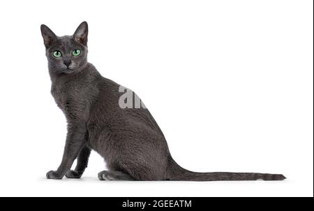 Young silver tipped Korat cat, sitting up side ways. Looking towards camera with bright green eyes and attitude. Isolated on a white background. Stock Photo