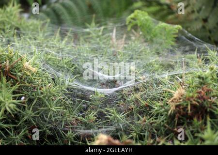 spiders webs on gorse in Cornwall Stock Photo
