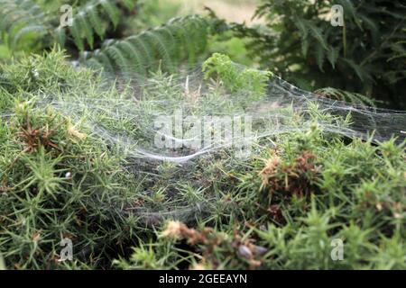 spiders webs on gorse in Cornwall Stock Photo