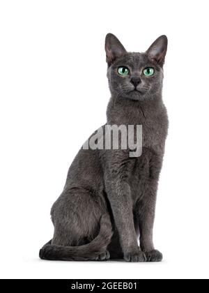 Young silver tipped Korat cat, sitting up like statue. Looking towards camera with bright green eyes and attitude. Isolated on a white background. Stock Photo