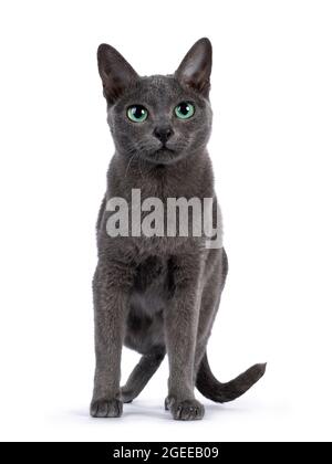 Young silver tipped Korat cat, standing facing front. Looking towards camera with bright green eyes. Isolated on a white background. Stock Photo