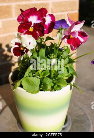 A pot full of colorful pansies in a pretty container ready for replanting in the garden. Stock Photo