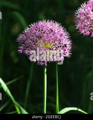 Close up of a Pink Purple Allium flower in full bloom with a shaded background.