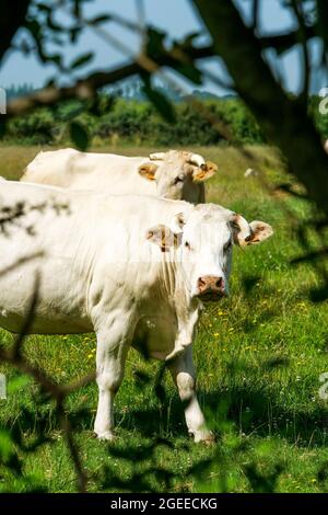 Calves at pasture, Le Grand Vey, Manche department, Cotentin, Normandy Region, France Stock Photo