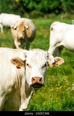 Calves at pasture, Le Grand Vey, Manche department, Cotentin, Normandy Region, France Stock Photo