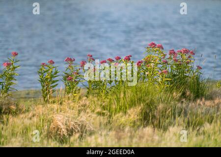 A row of Swamp Milkweed plants in full bloom growing by the shoreline of a lake at the height of its season in mid July in Colorado. Stock Photo