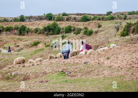 AMANTANI, PERU - MAY 15, 2015: Native peasants with their sheep on Amantani island in Titicaca lake, Peru Stock Photo