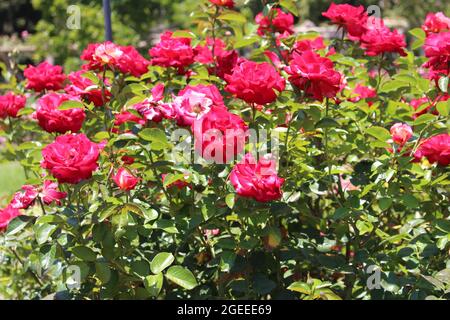 Red rose garden Stock Photo