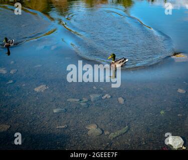 Mallards floating around on a pond ,during a beautiful clear day in the fall of the year Stock Photo