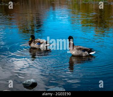 Mallards floating around on a pond ,during a beautiful clear day in the fall of the year Stock Photo