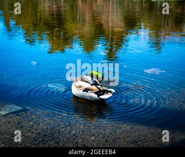 Mallards floating around on a pond ,during a beautiful clear day in the fall of the year Stock Photo