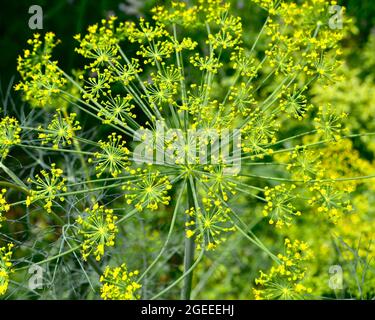 The fennel flowerhead is a series of flat umbels made up of many tiny yellow flowers held on short flower stalks. Closeup. Stock Photo