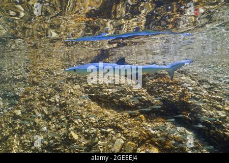 A juvenile blue shark, Prionace glauca, underwater near rocky seashore, Atlantic ocean, Galicia, Spain Stock Photo