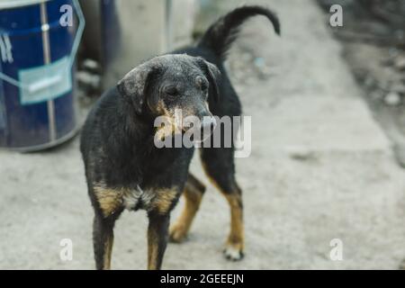 Black scared stray dog. Disadvantaged street dog. Stock Photo