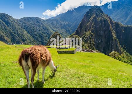 Grazing lama on a ruins of Machu Picchu, Peru