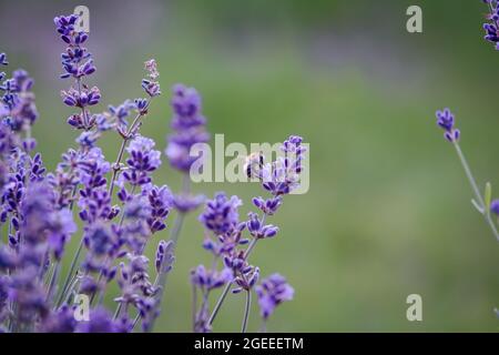 Real lavender flowers with insects close up nature backgrounds Stock Photo