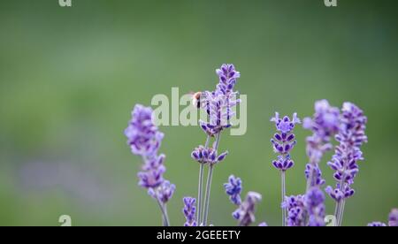 Real lavender flowers with insects close up nature backgrounds Stock Photo