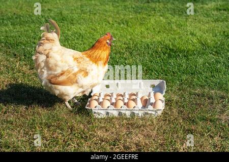 Red Chicken Chopper in the Grass Stock Image - Image of animal, domestic:  110771941