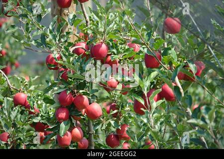 Organic apples hanging from a tree branch in an apple orchard Stock Photo
