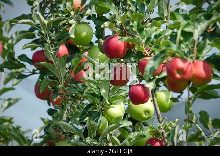 Fresh Organic Apples,apple orchard,Apple garden full of riped red apples, apples for juice,Organic red apples hanging on a tree branch,apple trees in  a row, before harvest Stock Photo by ©bondvit 142373812