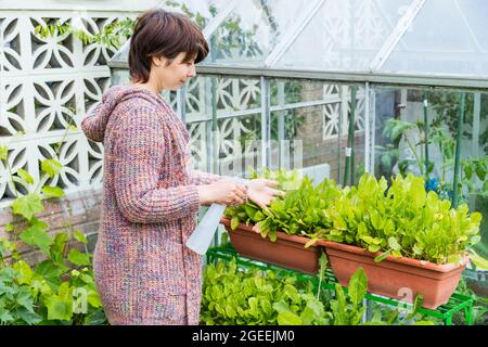 Woman watering her potted kitchen garden with greenery outdoors. Home planting and food growing. Sustainable lifestyle, plant-based foods. Selective Stock Photo