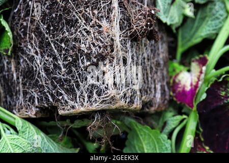 The square pot shape of roots in a rootbound plant Stock Photo