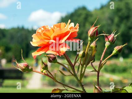 Orange roses with unopened buds in a flower bed against the blue sky. Close-up. Stock Photo