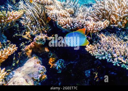 Chevron butterflyfish (Chaetodon trifascialis) Coral fish, Tropical waters, Marine life Stock Photo