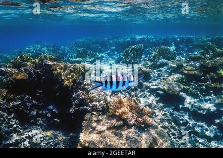 Scissortail sergeant fish (Abudefduf sexfasciatus) striptailed damselfish underwater, Tropical waters, Marine life Stock Photo