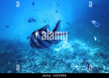 Scissortail sergeant fish (Abudefduf sexfasciatus) striptailed damselfish underwater, Tropical waters, Marine life Stock Photo