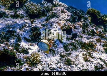 Chevron butterflyfish (Chaetodon trifascialis) Coral fish, Tropical waters, Marine life Stock Photo