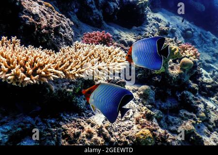 Hooded butterflyfish (Chaetodon larvatus) Coral fish, Tropical waters, Marine life Stock Photo