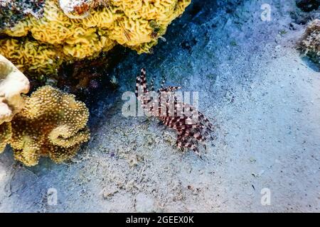 Tubeworm underwater (Sabella spallanzanii) Underwater Sea Life Stock Photo