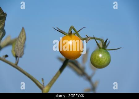 Baby Yellow and Green Tomatoes Stock Photo