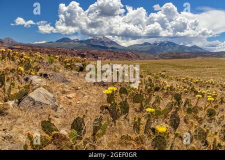 Pricky Pear Cactus on a small hill bloom with yellow flowers in front of the La Sal Mountains South of Moab Utah. Stock Photo