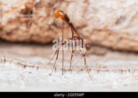 A female Braconid wasp (Spathius sp.) oviposits into a dead oak tree. Stock Photo