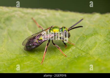 Pure Green-Sweat Bee (Augochlora pura) Stock Photo