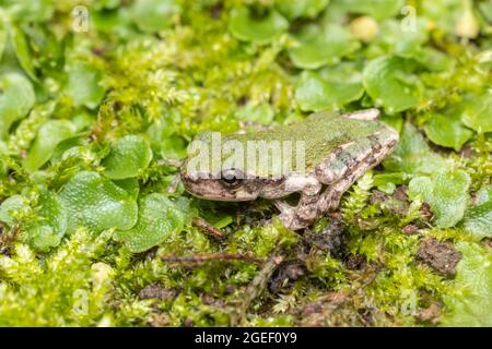 Gray Tree Frog (Hyla versicolor) Stock Photo