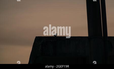 a silhouette view in the evening when the sun is going down Stock Photo