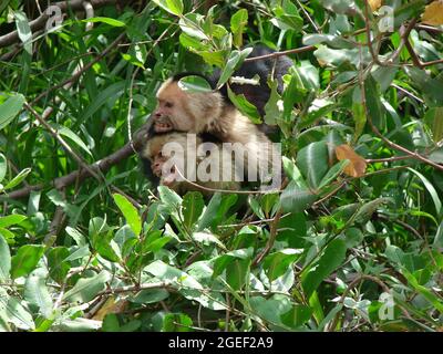 White-faced capuchin monkeys in Costa Rican forest