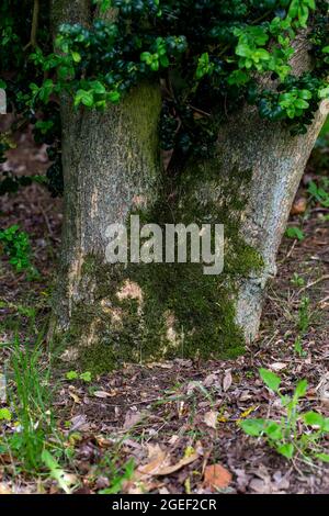 Buxus sempervirens trunk base Stock Photo