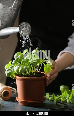 Woman watering fresh basil in pot on table, closeup Stock Photo