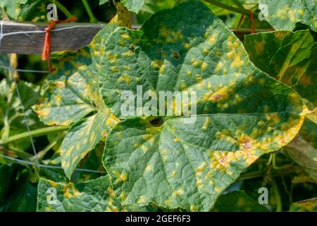 Cucumber leaves infected by downy mildew (Pseudoperonospora cubensis) in the garden. Cucurbits disease. Stock Photo