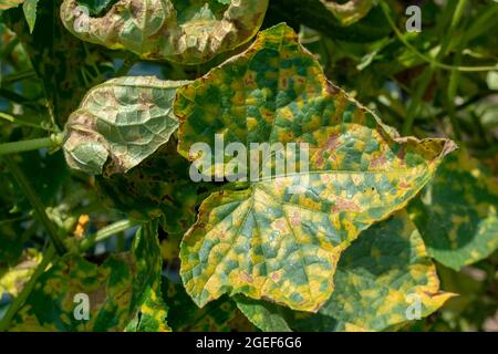 Cucumber leaves infected by downy mildew (Pseudoperonospora cubensis) in the garden. Cucurbits disease. Stock Photo