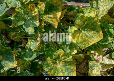 Cucumber leaves infected by downy mildew (Pseudoperonospora cubensis) in the garden. Cucurbits disease. Stock Photo