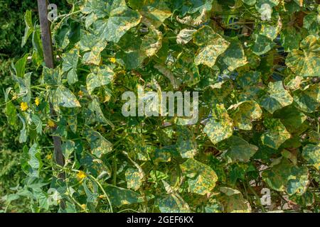 Cucumber leaves infected by downy mildew (Pseudoperonospora cubensis) in the garden. Cucurbits disease. Stock Photo