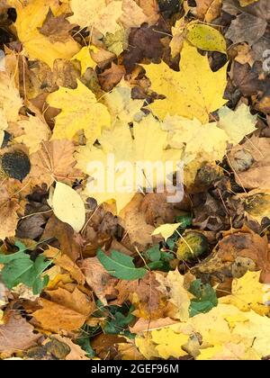 Close up shot of a fallen yellow leaf laying on a moss covered tree ...