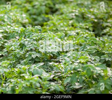 Rows of potatoes in the home garden. Preparation for harvesting. potato plants in rows on a kitchen garden farm springtime with sunshine. Green field Stock Photo