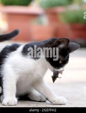 Cat with a mouse in his mouth. Cat caught a mouse Stock Photo
